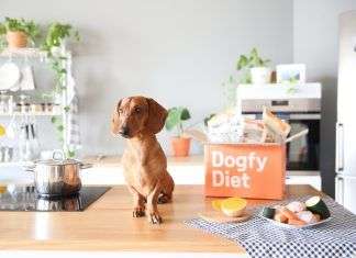 Las mejores comidas para perros y cachorros Platos caseros para perros