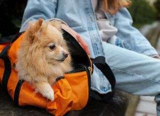 Descubre los mejores bolsos para perros y elige tu favorito mejores bolsos para perros