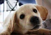 Cómo Reconocer Si Tu Perro Tiene Ansiedad y Qué Hacer al Respecto 🐶💭