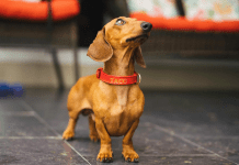 ¿Por qué elegir un collar personalizado para su perro? collar personalizado para perro