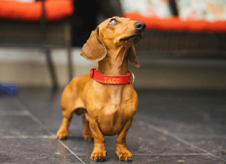 ¿Por qué elegir un collar personalizado para su perro? collar personalizado para perro