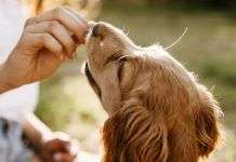 7 beneficios de realizar un curso online de adiestramiento canino curso de adiestramiento canino online