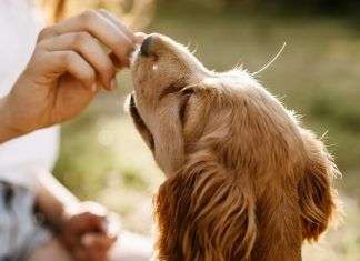 7 beneficios de realizar un curso online de adiestramiento canino curso de adiestramiento canino online