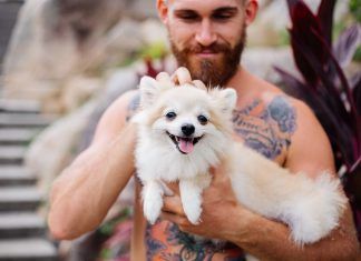 Lo que debes conocer para comprar un buen aceite de CBD para tu perro