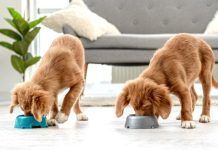 La mejor comida natural cocinada para perros con Food for Joe mejor comida natural cocinada para perros