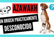 🐕 Azawakh: Elegante Perro del Desierto que Pocos Conocen Azawakh
