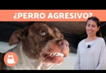 Perros con conductas agresivas ¿Cómo corregirlo? Perros con conductas agresivas