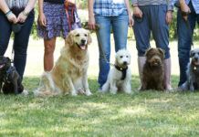 🐶 Adiestramiento Canino: Guía con lo más importante a tener en cuenta adiestramiento canino Barcelona