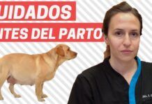 Cuestiones básicas sobre el parto canino