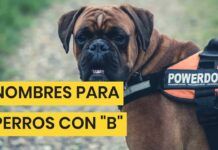 Nombres para Perros Hembras (que empiezan por B)