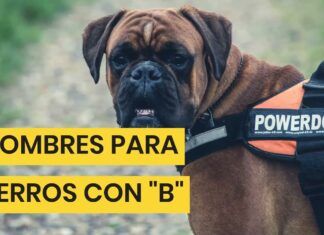 Nombres para Perros Hembras (que empiezan por B)
