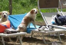 Playa Exclusiva para Perros en Roma: Villa Bau Village Villa Bau Village