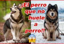 🐺 Alaskan Malamute: El perro que resiste las bajas temperaturas