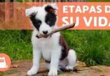 Etapas de vida de los perros 🐾 ¿Hasta qué EDAD un PERRO es CACHORRO?