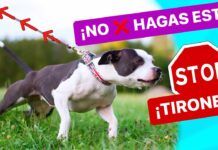 ¿Por qué mi perroTIRA de la CORREA? y cómo solucionarlo de forma efectiva