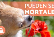 Plantas tóxicas para mascotas: protege a tu perro y gato 🐾🌱