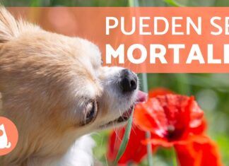 Plantas tóxicas para mascotas: protege a tu perro y gato 🐾🌱
