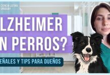 Envejecimiento cerebral en perros: síntomas, causas y soluciones Envejecimiento cerebral en perros