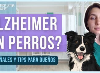 Envejecimiento cerebral en perros: síntomas, causas y soluciones Envejecimiento cerebral en perros