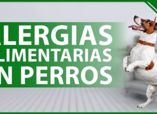 🐶 Cómo Detectar y Tratar las Alergias Alimentarias en Perros