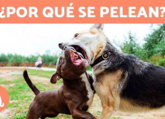 🐕 ¿Por qué se pelean dos perros que viven juntos? Causas y soluciones 🐕🦺