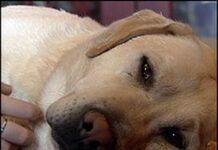 🐶5 Problemas Comunes de Salud en Perros 【Y cómo Prevenirlos】