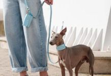 ¿Qué collar es el más adecuado para tu perro? collares para perros